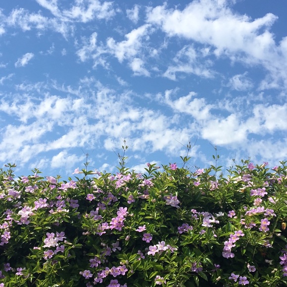 Meet your Posher, Roxana - Picture 1 of 1